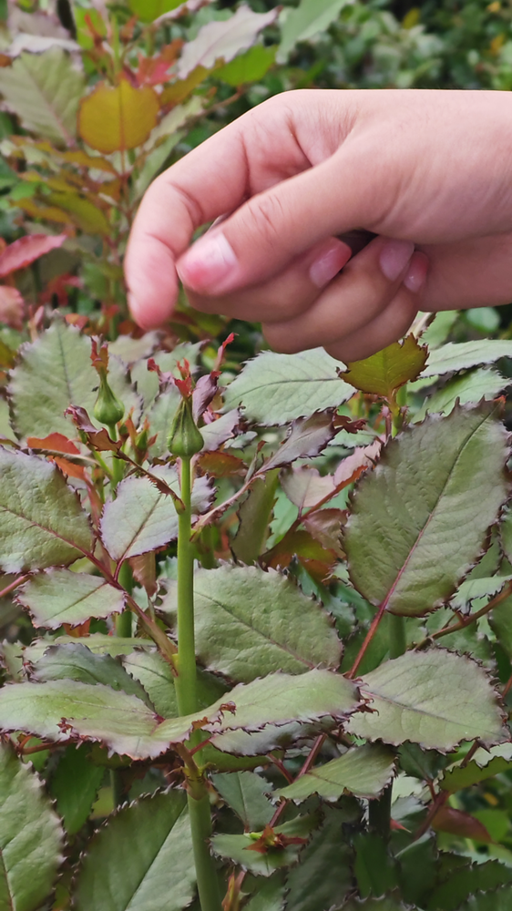 玫瑰飄香處，實踐出真知  走進玫瑰花產區(qū)安寧諾斯沃德花卉產業(yè)有限公司的探索之旅    第 10 張